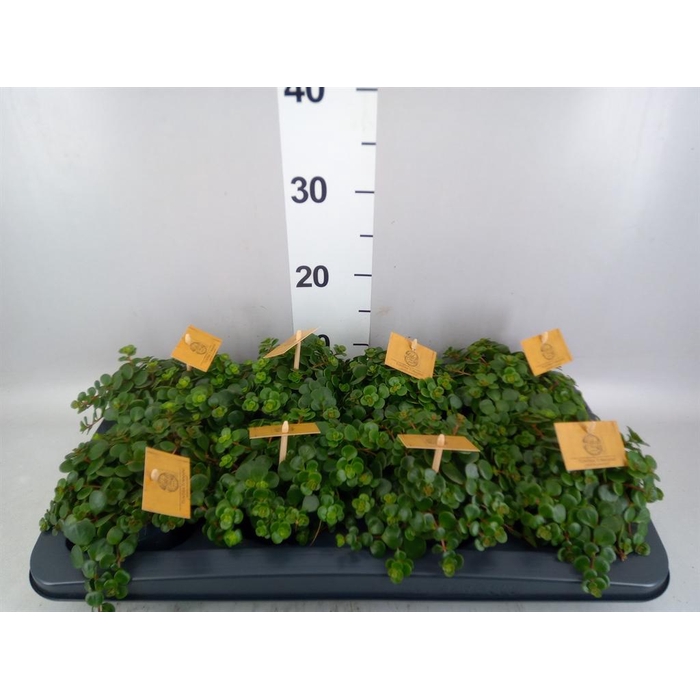 <h4>Sedum makinoi 'Tornado'</h4>