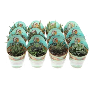 Potcover desert plants aloe mix