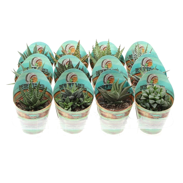 <h4>Potcover desert plants aloe mix</h4>