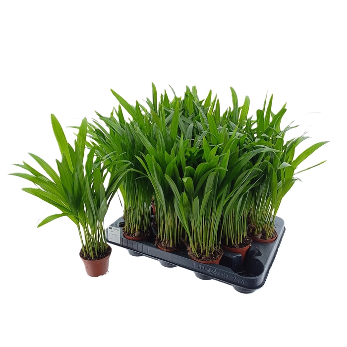 <h4>DYPSIS LUTESCENS</h4>