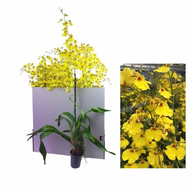 <h4>ONCIDIUM OV</h4>