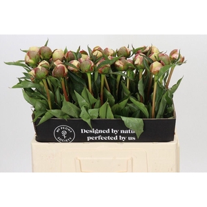 Paeonia alertie