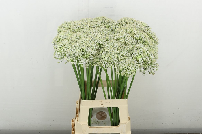<h4>Allium Nigrum</h4>