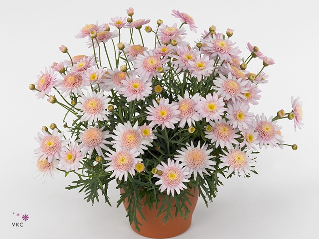 Argyranthemum  'Cymbals Light Pink'