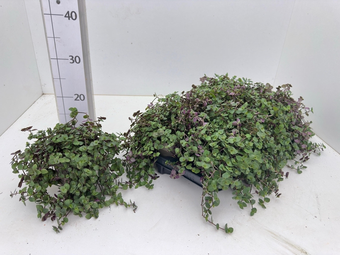 <h4>CALLISIA TURTLE</h4>