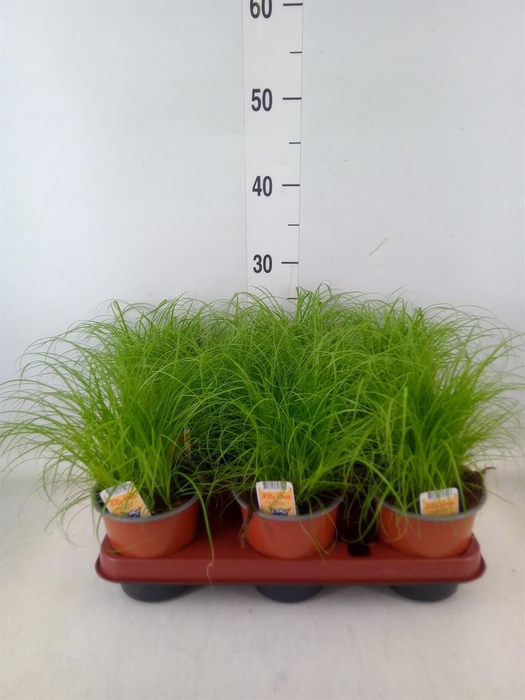 <h4>Cyperus alternifolius 'Zumula'</h4>