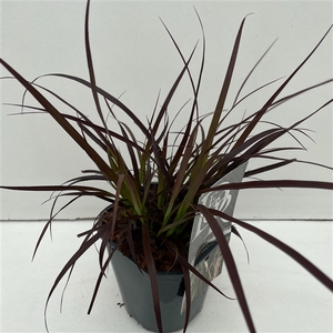 Graminées Pennisetum 'Summer Samba'