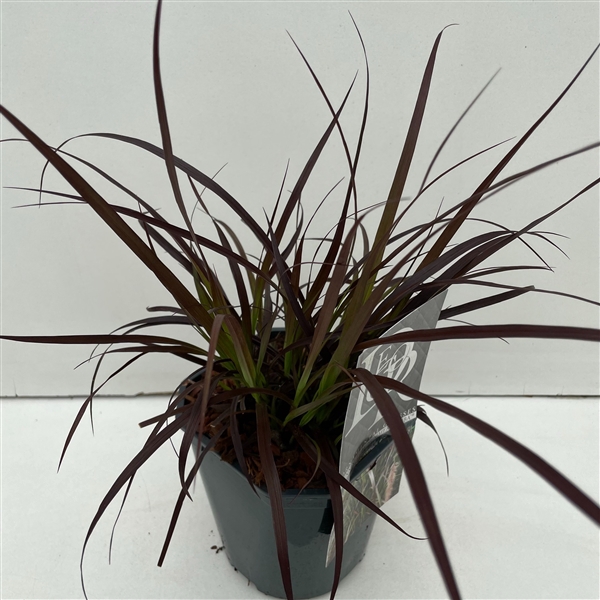 <h4>Graminées Pennisetum 'Summer Samba'</h4>