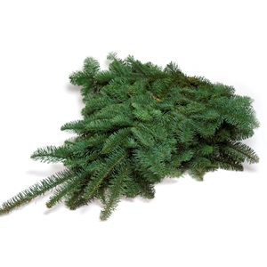 Abies nobilis lilla snor 5 kg - BR