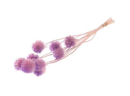 <h4>Pres Scabiosa 10pc Lilac Bunch Slv</h4>