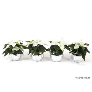 EUPHORBIA PULCHERRIMA  MINI P6 E 2253 KERST