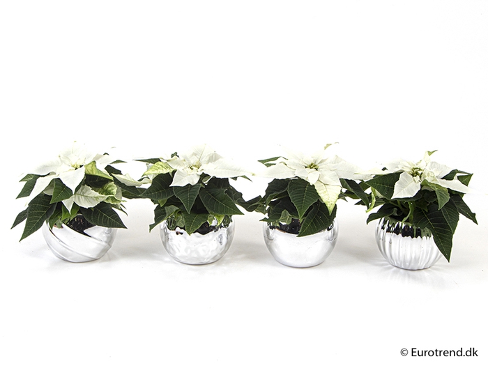 <h4>EUPHORBIA PULCHERRIMA  MINI P6 E 2253 KERST</h4>