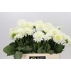 Dahlia Snow Cap