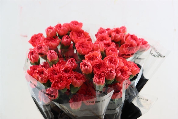 <h4>Di St Corallo</h4>