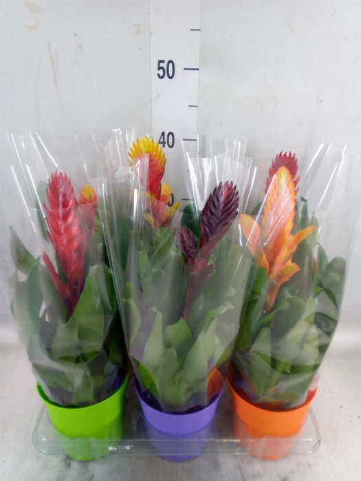 <h4>Vriesea   ...mix 6</h4>