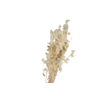 Lunaria Preserved White Bleached