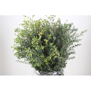 Euca Parvifolia 300gr P Bunch