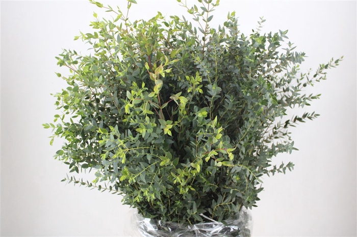 <h4>Euca Parvifolia 300gr P Bunch</h4>