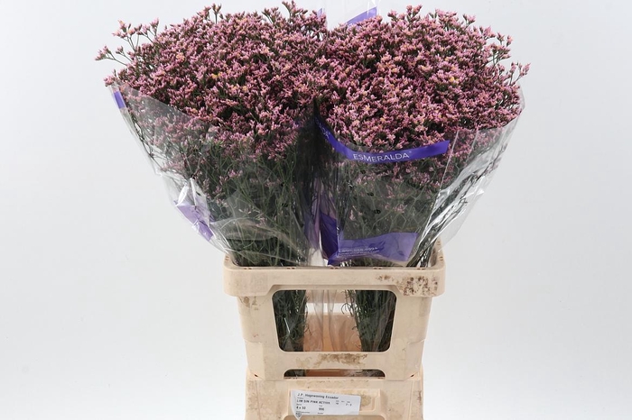 <h4>Lim S Activa Pink</h4>