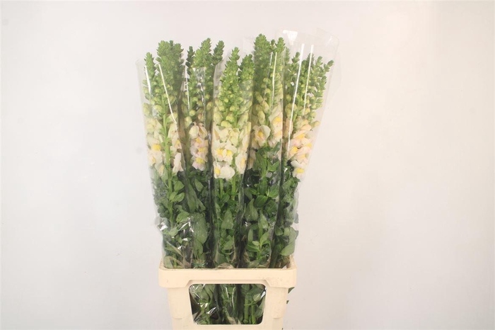 <h4>ANTIRRHINUM IT. APRICOT*</h4>