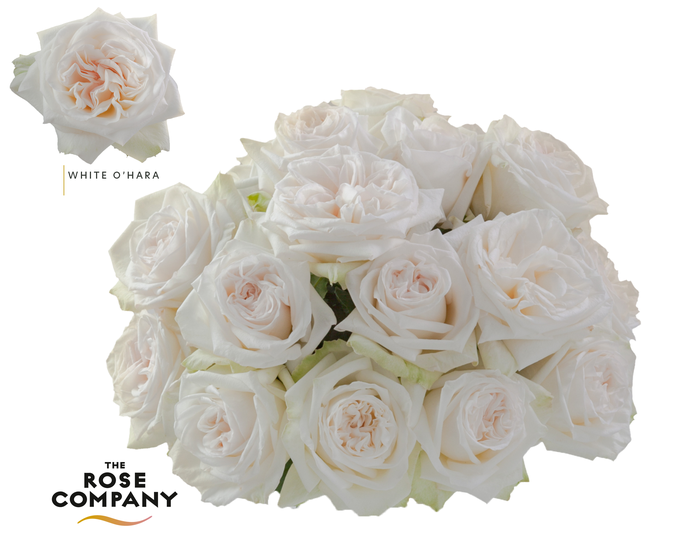 <h4>Rosa Ec Garden White O'Hara</h4>