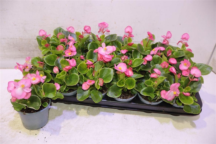 <h4>Bego Se Vol Pink</h4>