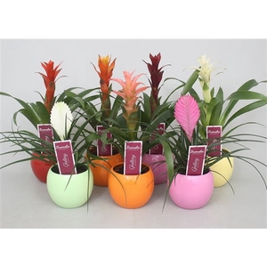 Bromelia gemengd in 5 kl. bolpot