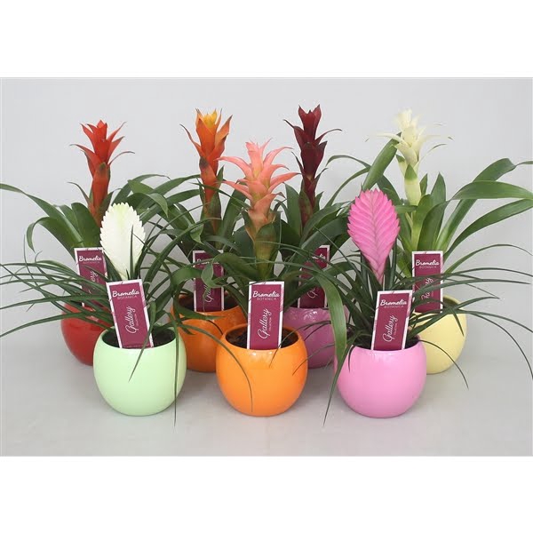 <h4>Bromelia gemengd in 5 kl. bolpot</h4>