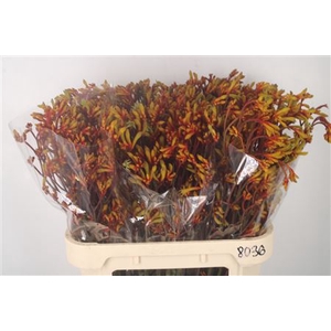 Anigozanthos Gold Fever