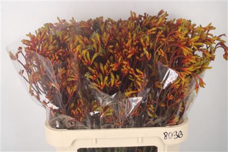 <h4>Anigozanthos Gold Fever</h4>