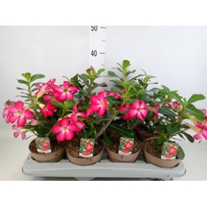 Adenium obesum 'Anouk'