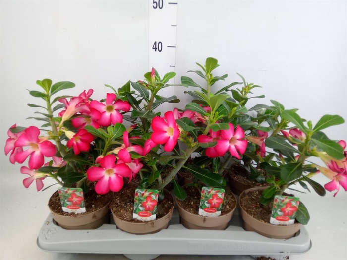 <h4>Adenium obesum 'Anouk'</h4>