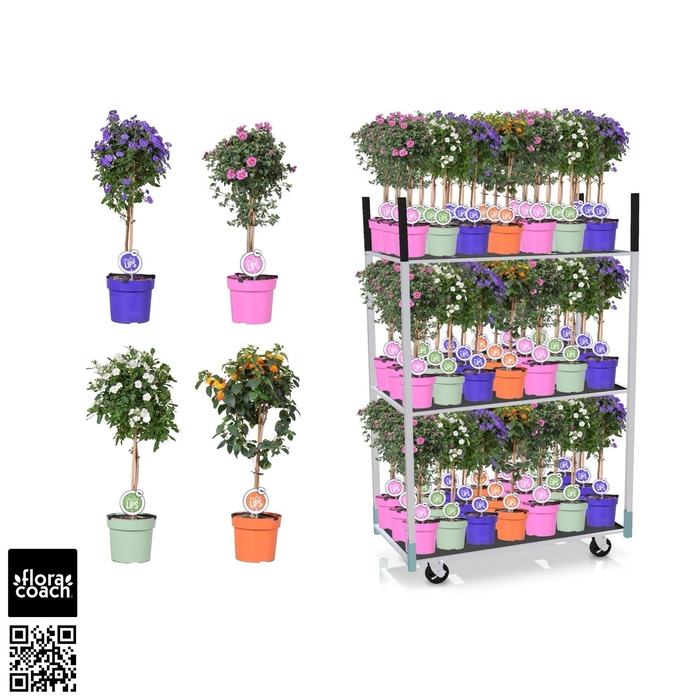 <h4>Anis Solanum En Lantana Op Stam</h4>