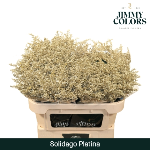 <h4>Solidago L80 Mtlc. Platina</h4>