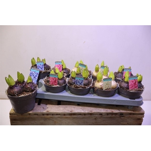 arr8 Hyacin Gem 3 Kl