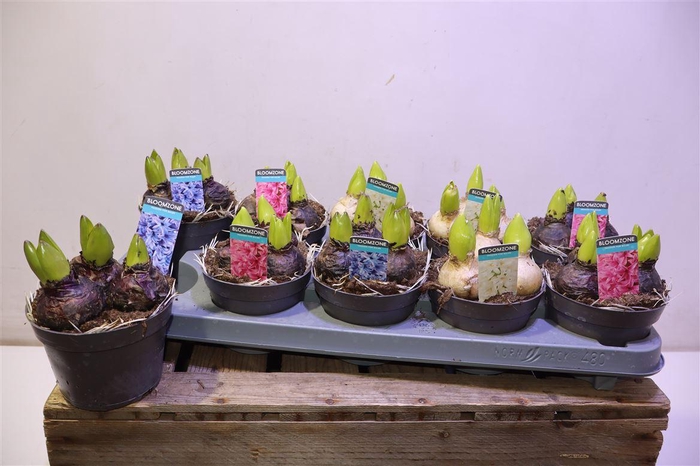 <h4>arr8 Hyacin Gem 3 Kl</h4>