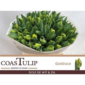 Tu [coas] Pa Goldrace