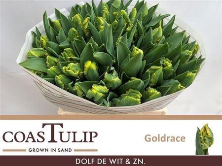 <h4>Tu [coas] Pa Goldrace</h4>