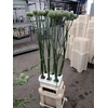 ALLIUM GVREUS XXL