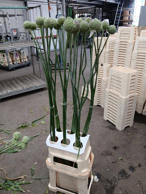 ALLIUM GVREUS XXL