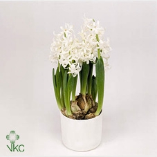 Hyacinthus orie. 'Multifl' ..