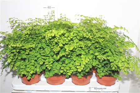 <h4>Adian Rad Fragrans</h4>