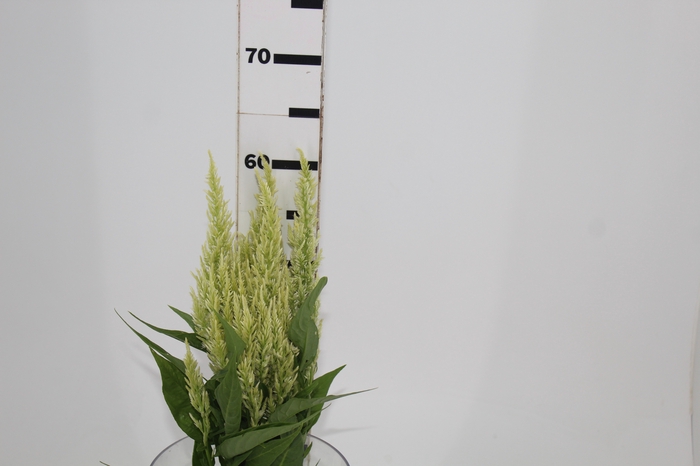 CELOSIA PLUMOSA 060 CM VERDE