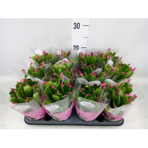 Schlumbergera   ...