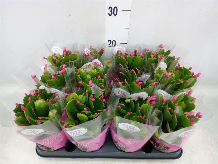 <h4>Schlumbergera   ...</h4>