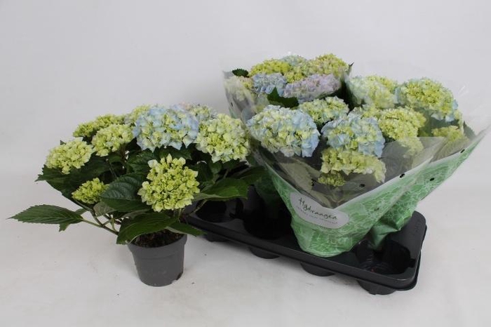 <h4>HYDR M HI RIVER</h4>