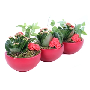 Opgemaakte valentijn schaal met hedera, mos, kalanchoe en bijste