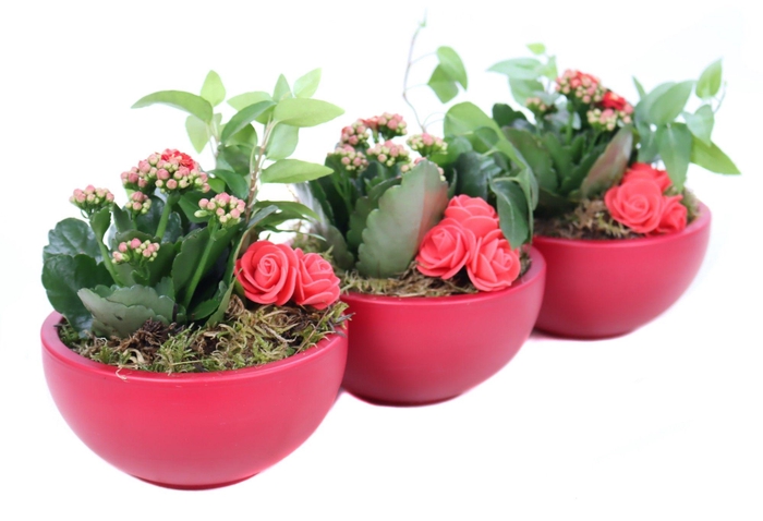 <h4>Opgemaakte valentijn schaal met hedera, mos, kalanchoe en bijste</h4>