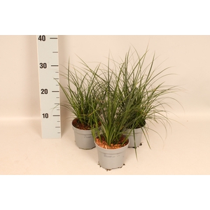 Overig 12 cm Carex brunnea