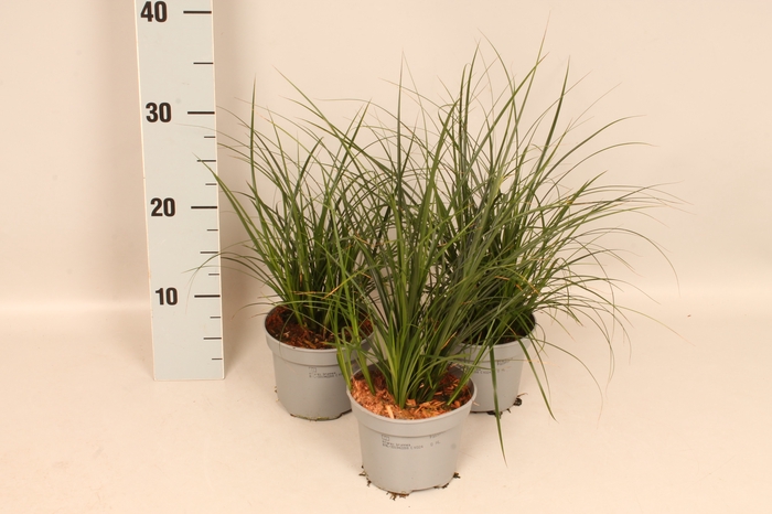 Overig 12 cm Carex brunnea